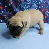 AKC Candy's Fawn Male Puppy 4, a male Pug for sale in Mount Olive, NC – 10 of 10