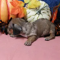 AKC Freckles Chocolate & Tan Dapple Female Puppy 5, a female Miniature Dachshund for sale in Mount Olive, NC – 4 of 10