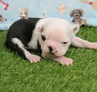 AKC Polly's White Face Female Puppy 3, a female Boston Terrier for sale in Mount Olive, NC – 10 of 10