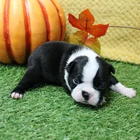  AKC Annie's Black & White Female Puppy 2, a female Boston Terrier for sale in Mount Olive, NC – 8 of 8