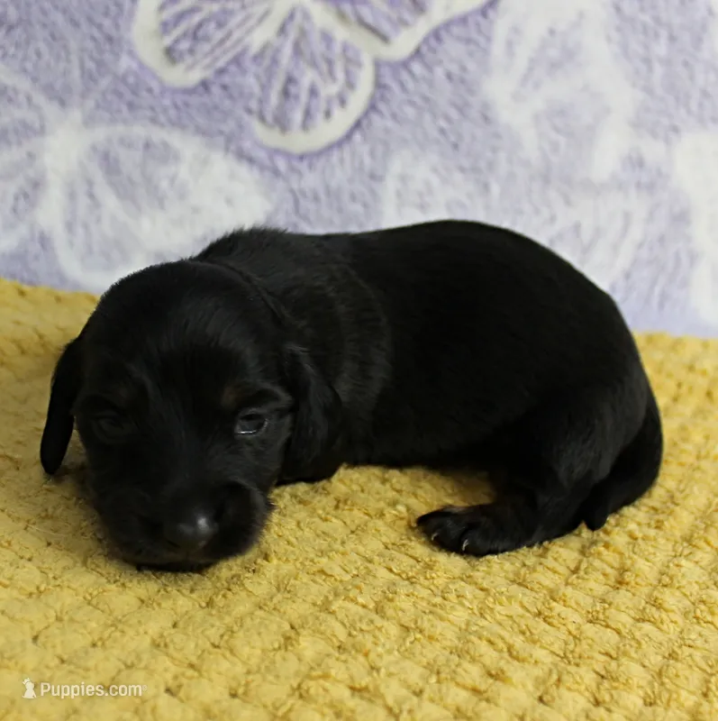 AKC Taylor's Black & Tan Male Puppy 5 – Miniature Dachshund puppy for sale in Mount Olive, NC