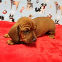 Harley's Red Female Puppy 1, a female Miniature Dachshund for sale in Mount Olive, NC – Photo 7 of 10