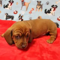 Harley's Red Female Puppy 1, a female Miniature Dachshund for sale in Mount Olive, NC – Photo 6 of 10