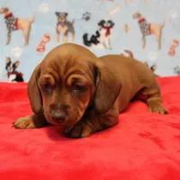Harley's Red Female Puppy 1, a female Miniature Dachshund for sale in Mount Olive, NC – Photo 5 of 10