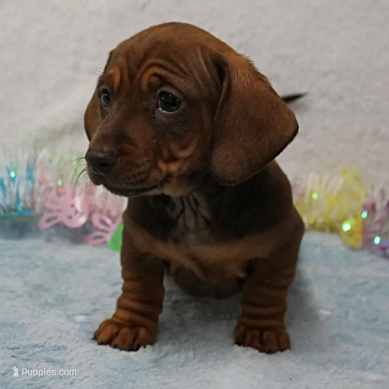 Harley's Red Female Puppy 1