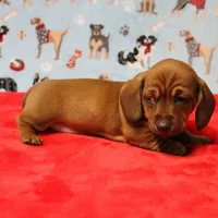 Harley's Red Female Puppy 1, a female Miniature Dachshund for sale in Mount Olive, NC – Photo 9 of 10