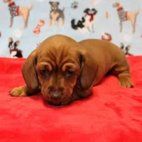 Harley's Red Female Puppy 1, a female Miniature Dachshund for sale in Mount Olive, NC – Photo 3 of 10