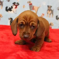 Harley's Red Female Puppy 1, a female Miniature Dachshund for sale in Mount Olive, NC – Photo 2 of 10