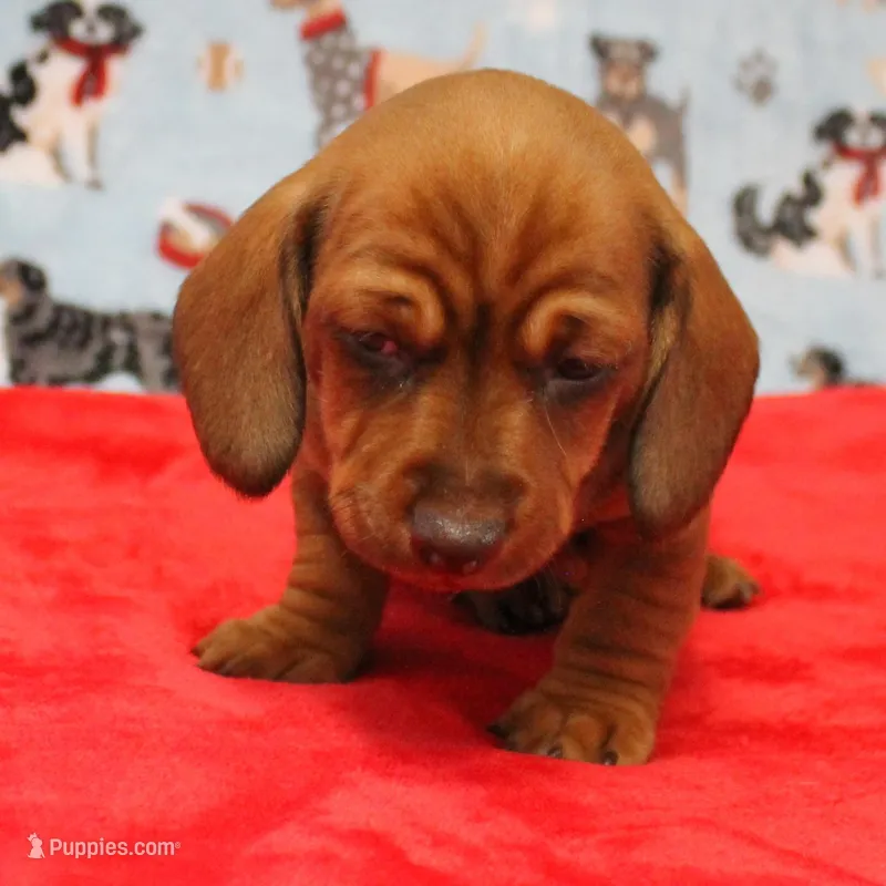 Harley's Red Female Puppy 1