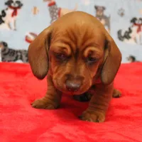 Harley's Red Female Puppy 1, a female Miniature Dachshund for sale in Mount Olive, NC – Photo 1 of 10