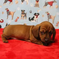 Harley's Red Female Puppy 1, a female Miniature Dachshund for sale in Mount Olive, NC – Photo 10 of 10