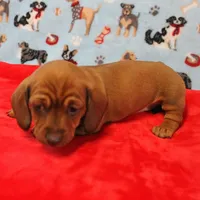 Harley's Red Female Puppy 1, a female Miniature Dachshund for sale in Mount Olive, NC – Photo 8 of 10