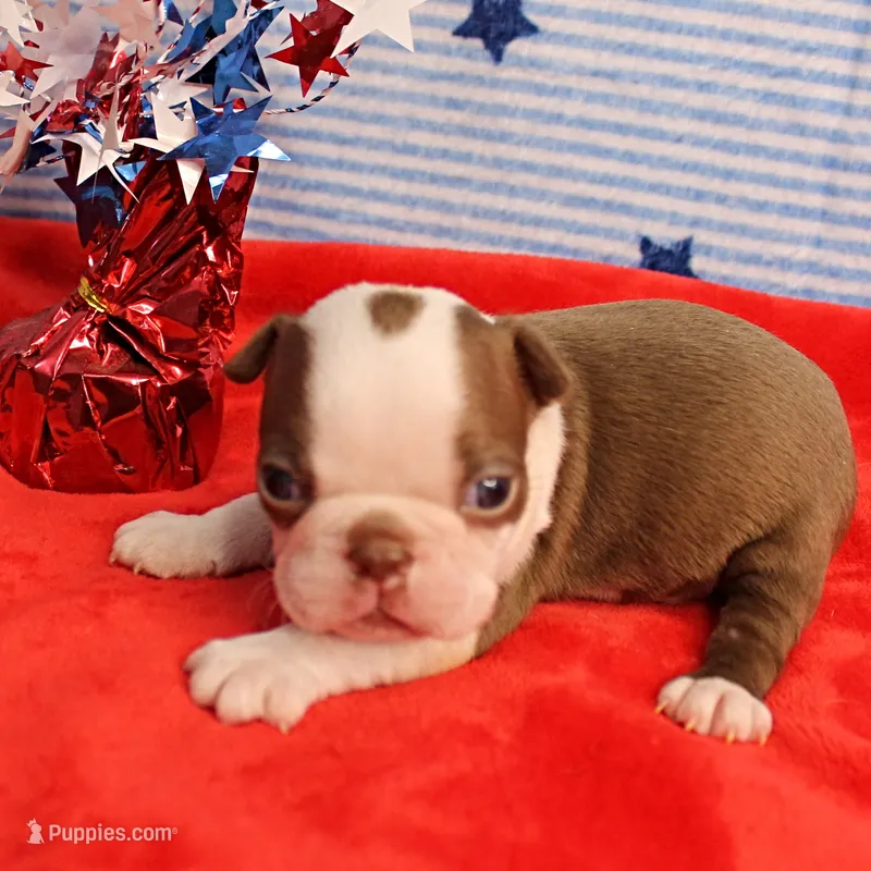 Zoe's Seal & White Male Puppy 4 – Boston Terrier puppy for sale in Mount Olive, NC