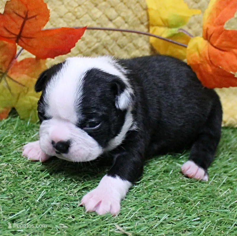 AKC Annie's Black & White Female Puppy 3 – Boston Terrier puppy for sale in Mount Olive, NC