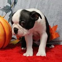 AKC Lula's Black & White Male Puppy 1, a male Boston Terrier for sale in Mount Olive, NC – 5 of 7