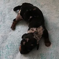 AKC Freckles Black & Tan Dapple Female Puppy 4, a female Miniature Dachshund for sale in Mount Olive, NC – 8 of 10