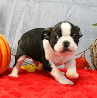 AKC Bubble's Black & White Male Puppy 2, a male Boston Terrier for sale in Mount Olive, NC – 2 of 10