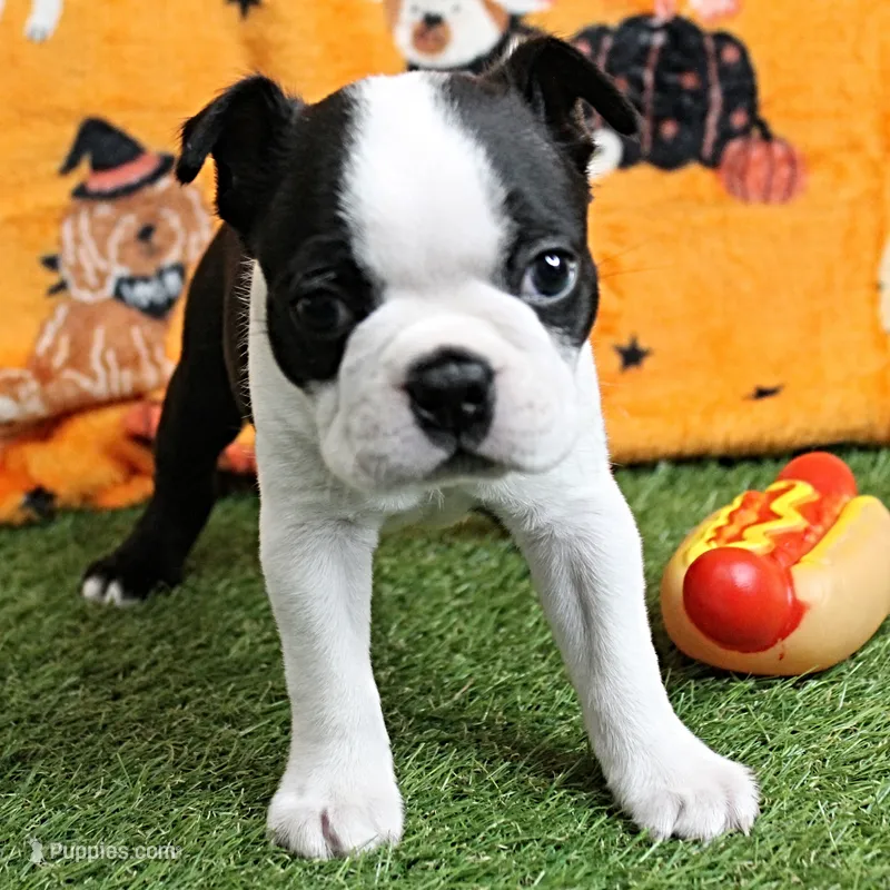 AKC Lula's Black & White Male Puppy 1 – Boston Terrier puppy for sale in Mount Olive, NC
