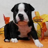 Annie's Black & White Female Puppy 4., a female Boston Terrier for sale in Mount Olive, NC – 7 of 10