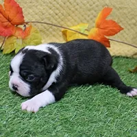 AKC Annie's Black & White Male Puppy 6, a male Boston Terrier for sale in Mount Olive, NC – 2 of 10