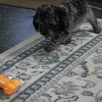 Tinker's Silver Male Puppy 2, a male Cockapoo for sale in Mount Olive, NC – 9 of 10
