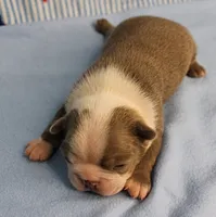 AKC Zoe's Seal & White Male Puppy 2, a male Boston Terrier for sale in Mount Olive, NC – 10 of 10