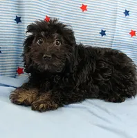 Twinkle's Black Male Puppy 5, a male Cockapoo for sale in Mount Olive, NC – 9 of 9