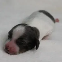 AKC Harleys Silver on White Piebald Male Puppy 3, a male Miniature Dachshund for sale in Mount Olive, NC – 6 of 10