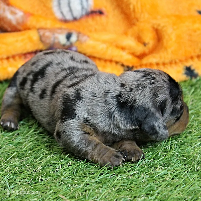 AKC Harleys Silver Dapple Female Puppy 1 – Miniature Dachshund puppy for sale in Mount Olive, NC