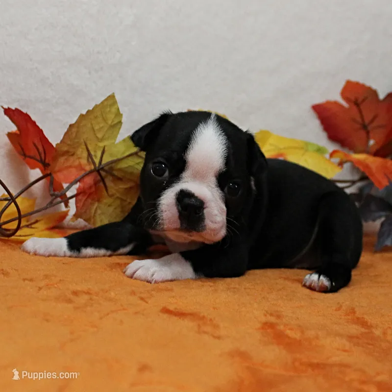 AKC Annie's Black & White Female Puppy 4 – Boston Terrier puppy for sale in Mount Olive, NC