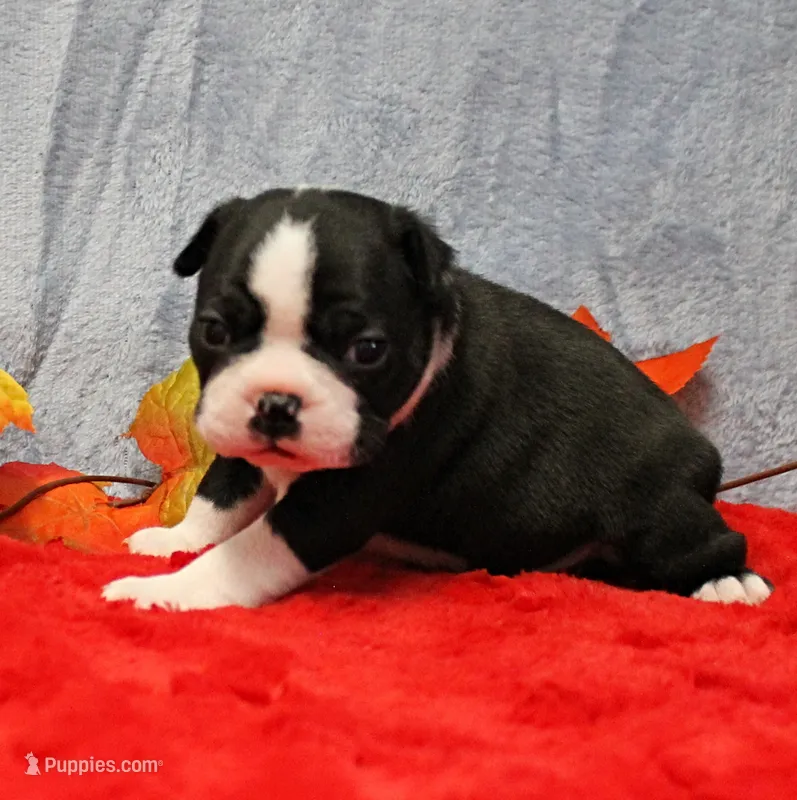 AKC Annie's Black & White Male Puppy 6 – Boston Terrier puppy for sale in Mount Olive, NC