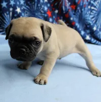 AKC Candy's Fawn Male Puppy 5, a male Pug for sale in Mount Olive, NC – 2 of 10