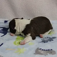AKC Puddin's Chocolate & White Male Puppy 4, a male Boston Terrier for sale in Mount Olive, NC – 3 of 10