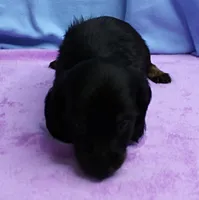 AKC Taylor's Black & Tan Male Puppy 4, a male Miniature Dachshund for sale in Mount Olive, NC – 3 of 10