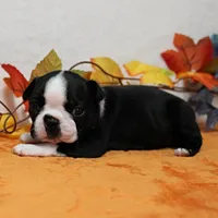 Annie's Black & White Female Puppy 4., a female Boston Terrier for sale in Mount Olive, NC – 10 of 10