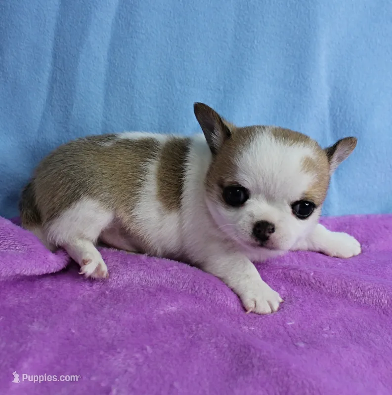 Angel's Fawn Sable on White/Party Male Puppy 1 – Chihuahua puppy for sale in Mount Olive, NC