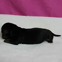 AKC Harleys Black & Tan Female Puppy 2, a female Miniature Dachshund for sale in Mount Olive, NC – 10 of 10