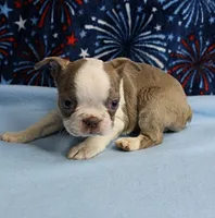 AKC Zoey's Seal & White Male Puppy 1, a male Boston Terrier for sale in Mount Olive, NC – 2 of 10