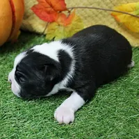 AKC Annie's Black & White Male Puppy 6, a male Boston Terrier for sale in Mount Olive, NC – 6 of 10