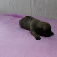  AKC Sandy's FawnMale Puppy 1, a male Pug for sale in Mount Olive, NC – 10 of 10