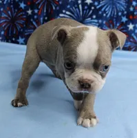 AKC Zoey's Blue & White Male Puppy 2, a male Boston Terrier for sale in Mount Olive, NC – 5 of 10