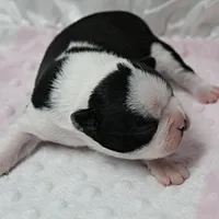 AKC Polly's Black & White Female Puppy 2, a female Boston Terrier for sale in Mount Olive, NC – 3 of 7