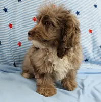 Twinkle's Chocolate Merle Male Puppy 4, a male Cockapoo for sale in Mount Olive, NC – 6 of 10