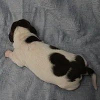 AKC Mae Mae's Black & White Piebald Male Puppy , a male Miniature Dachshund for sale in Mount Olive, NC – 2 of 10