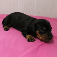 AKC Maggie's Black & Tan Female Puppy 1, a female Miniature Dachshund for sale in Mount Olive, NC – 9 of 10