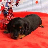 AKC Sallie's Black & Tan, Long Coat Female Puppy 1, a female Miniature Dachshund for sale in Mount Olive, NC – 5 of 10