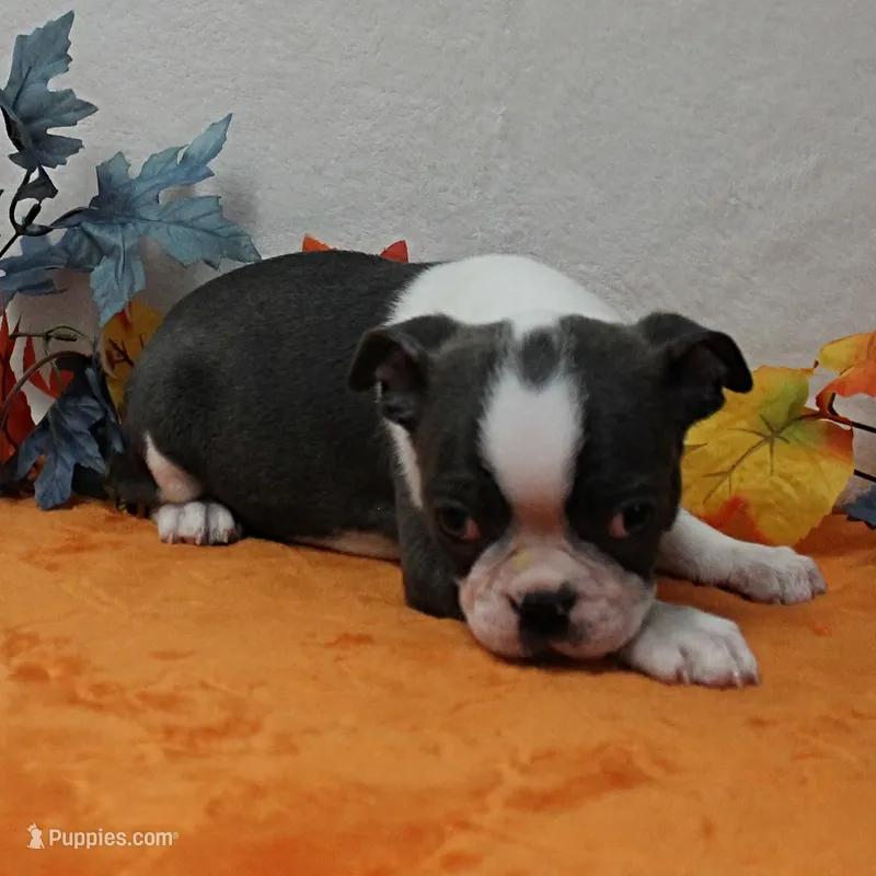 AKC Bubble's Blue & White Male Puppy 3 – Boston Terrier puppy for sale in Mount Olive, NC