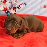 AKC Heidi's Chocolate & Tan Male Puppy 3, a male Miniature Dachshund for sale in Mount Olive, NC – 8 of 9