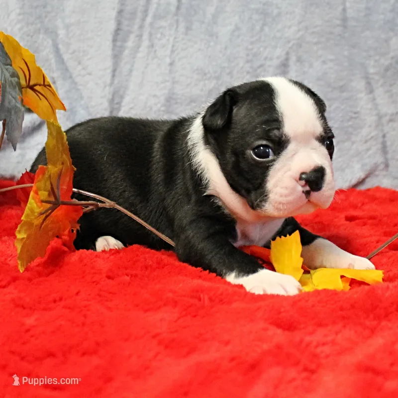  AKC Annie's Black & White Female Puppy 2 – Boston Terrier puppy for sale in Mount Olive, NC