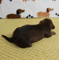 AKC Robin's Chocolate Female Puppy 2, a female Miniature Dachshund for sale in Mount Olive, NC – 3 of 10